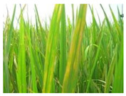 Applsci 13 10005 i001