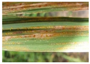 Applsci 13 10005 i003