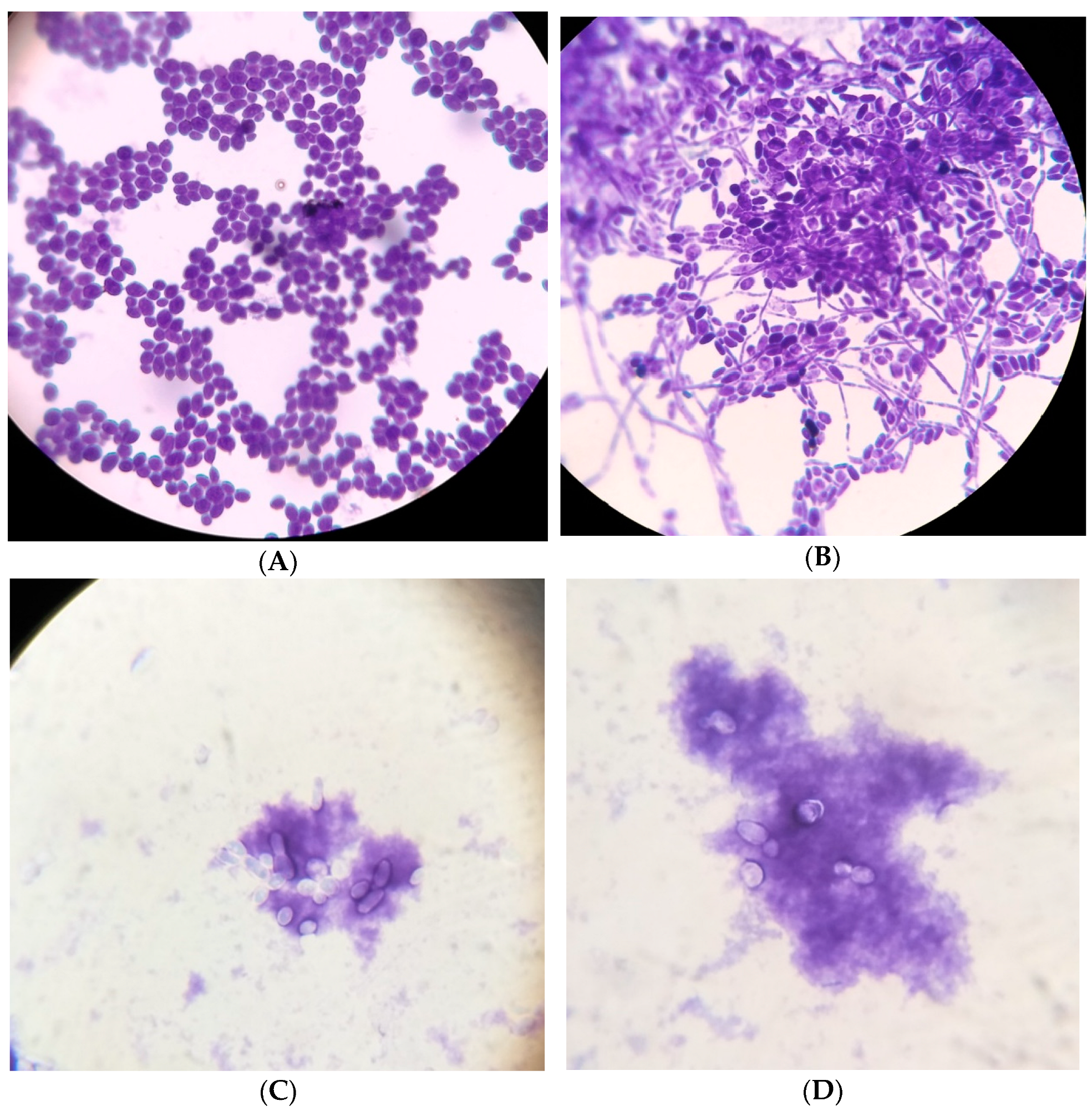 Applsci 13 12042 g002a