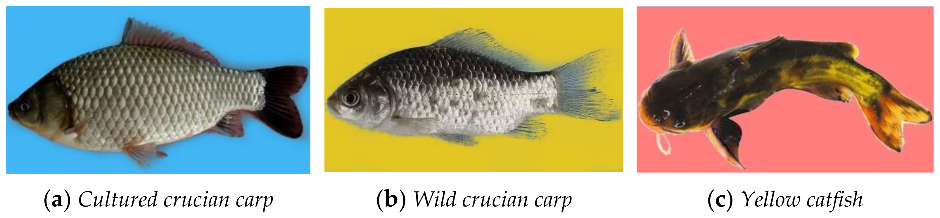 Applsci 13 12056 g002