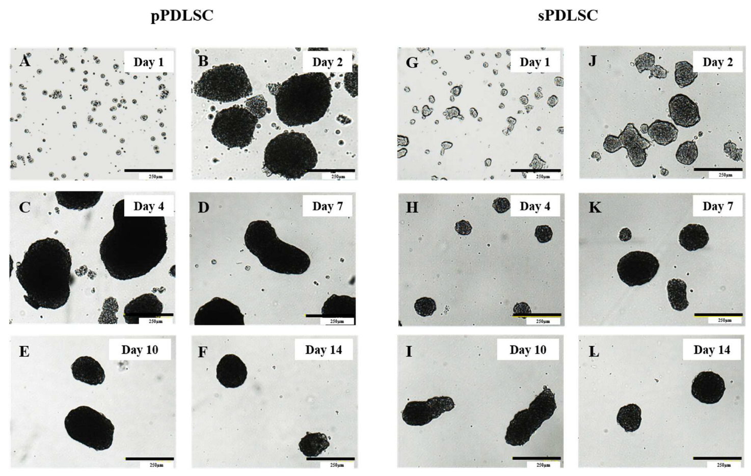 Applsci 13 12440 g001