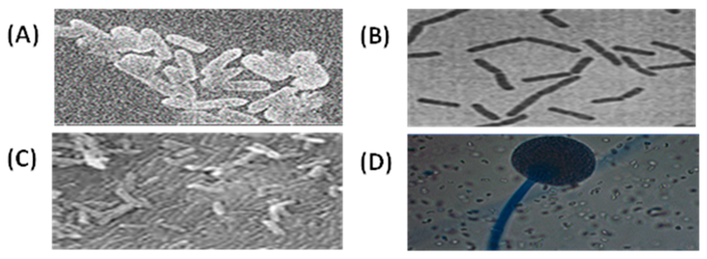 Applsci 13 12819 g001