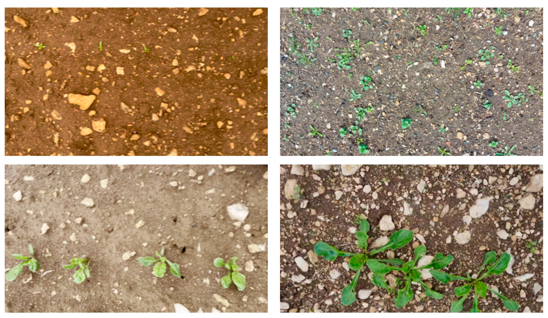 Applsci 13 13074 g001