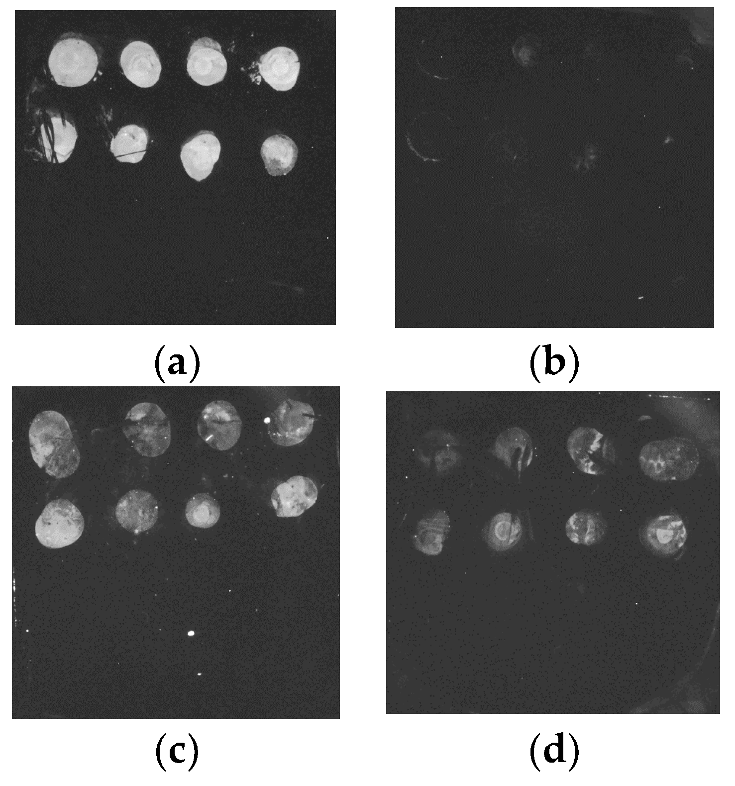 Applsci 13 13103 g006 Applsci 13 13103 g006