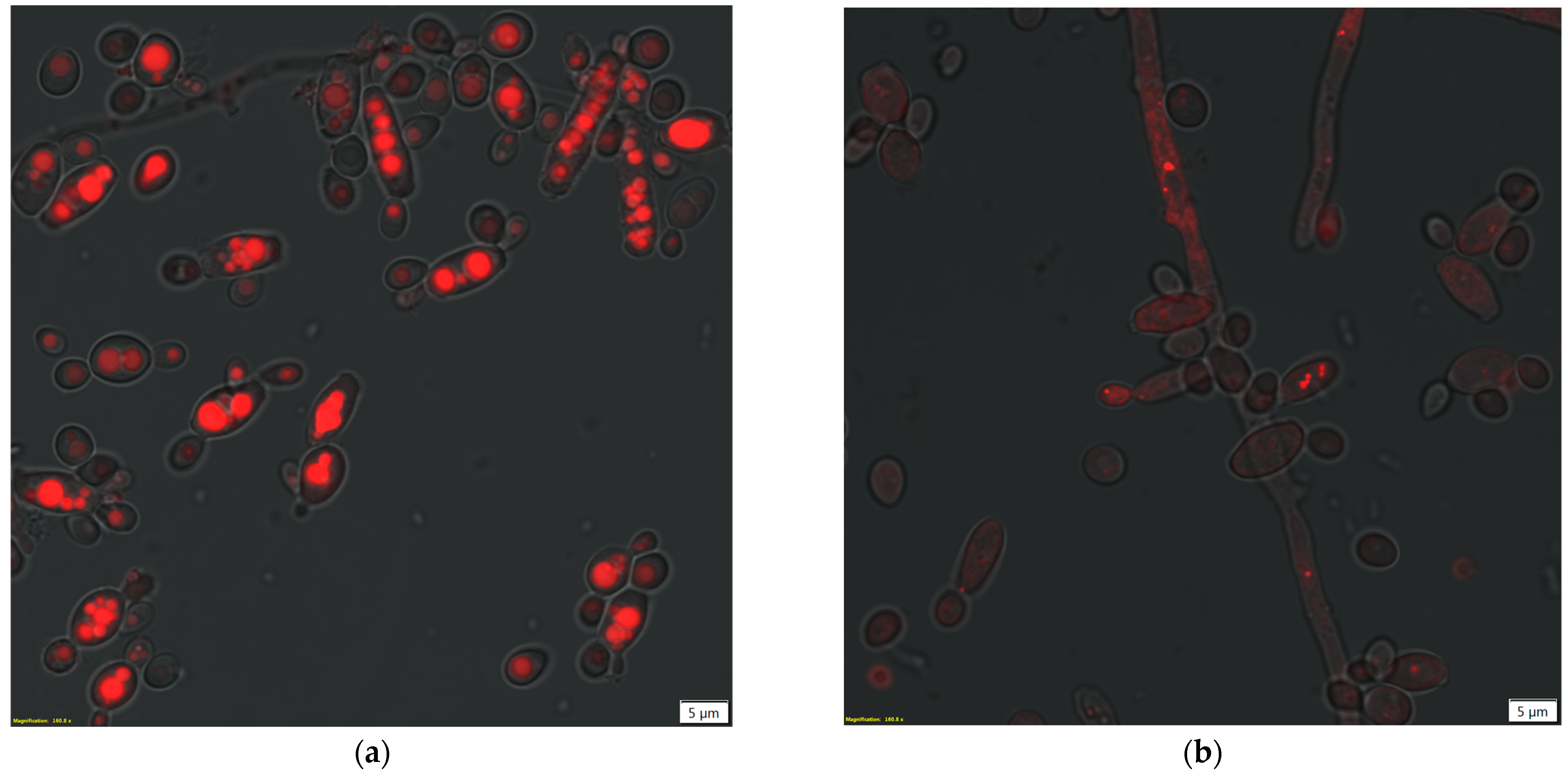 Applsci 13 13135 g003 Applsci 13 13135 g003