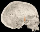 Applsci 14 00347 i005