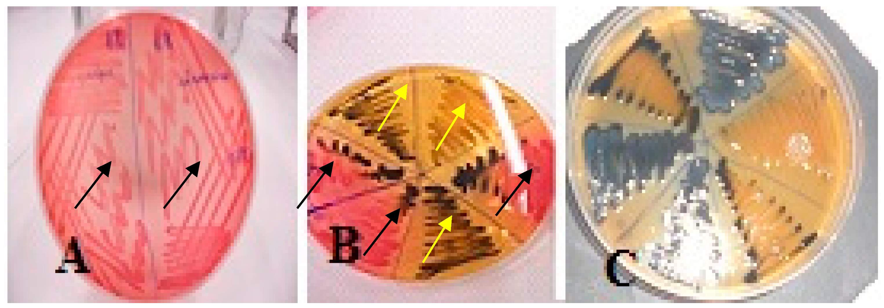 Applsci 14 00953 g002