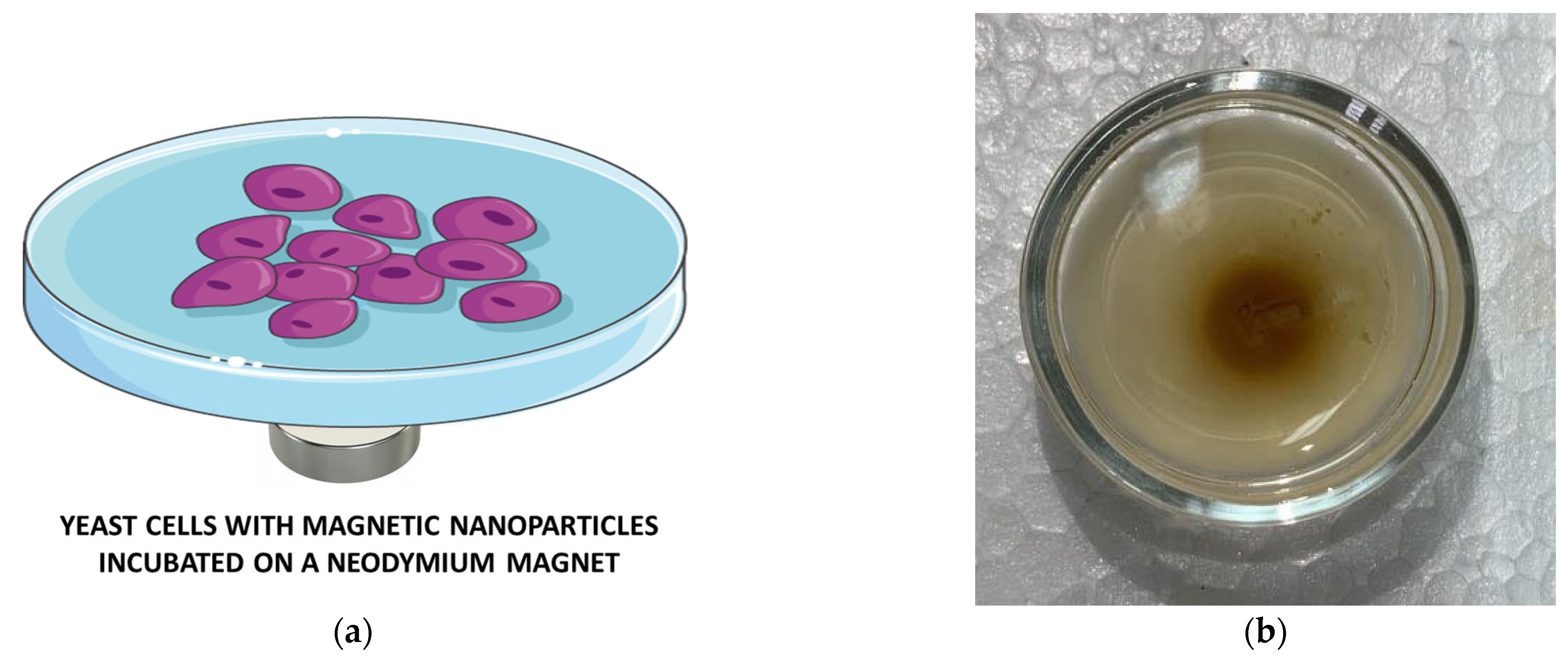 Applsci 14 01343 g001