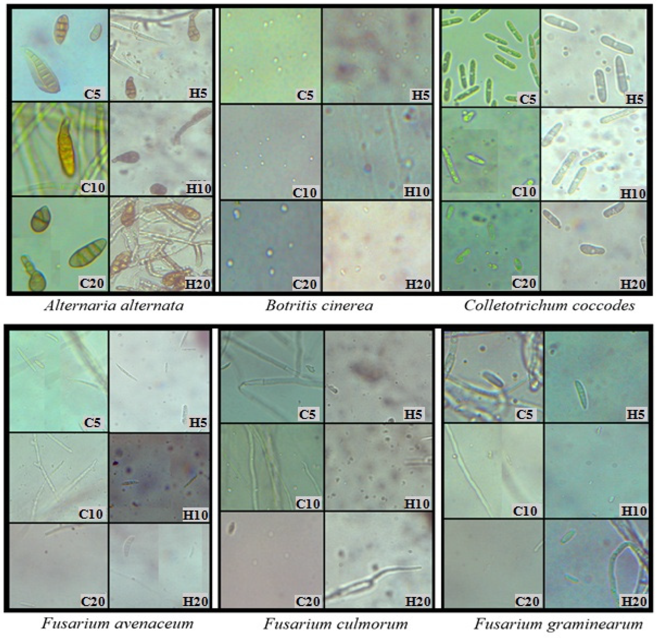 Applsci 14 01680 g003a