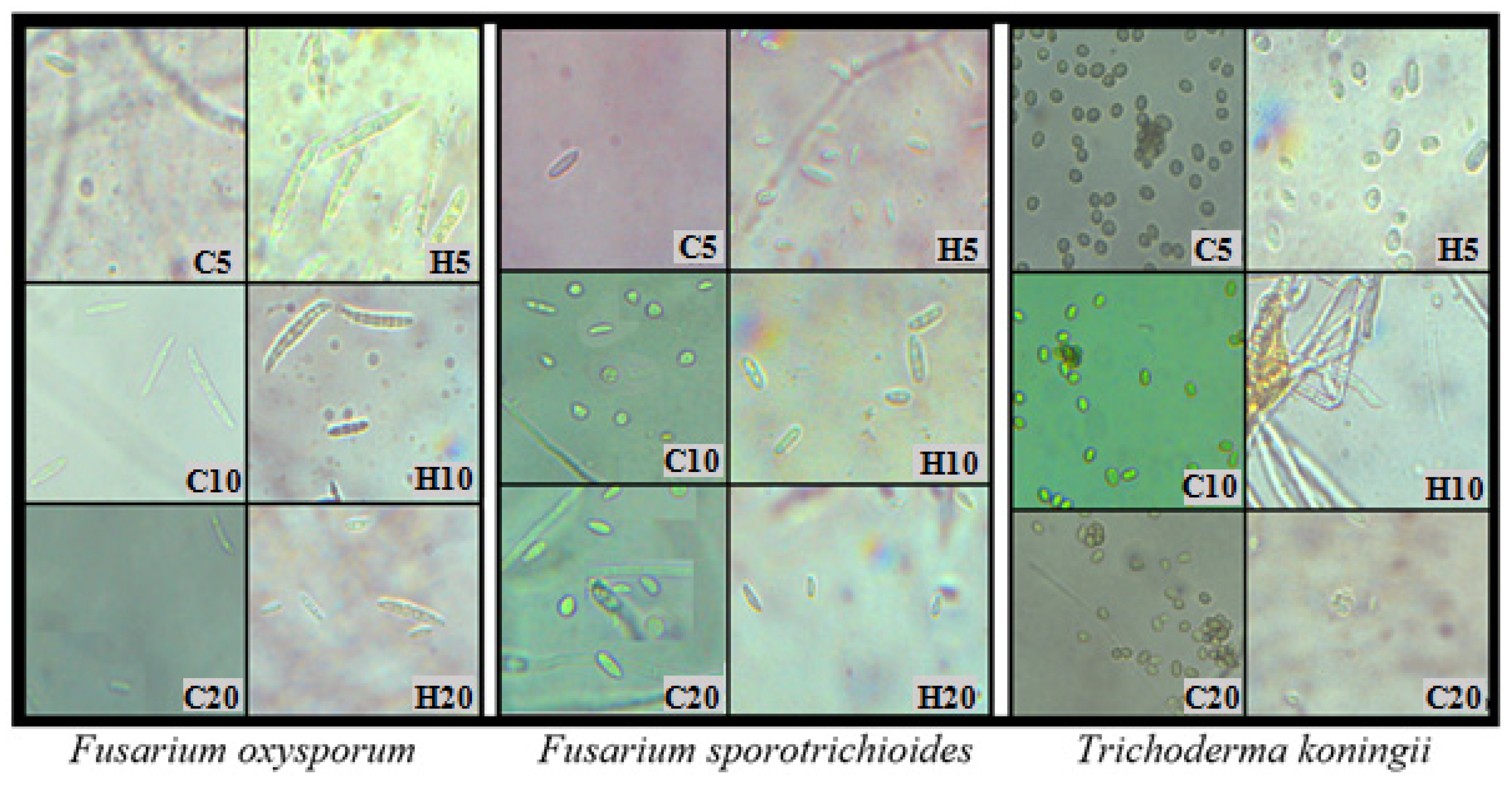 Applsci 14 01680 g003b