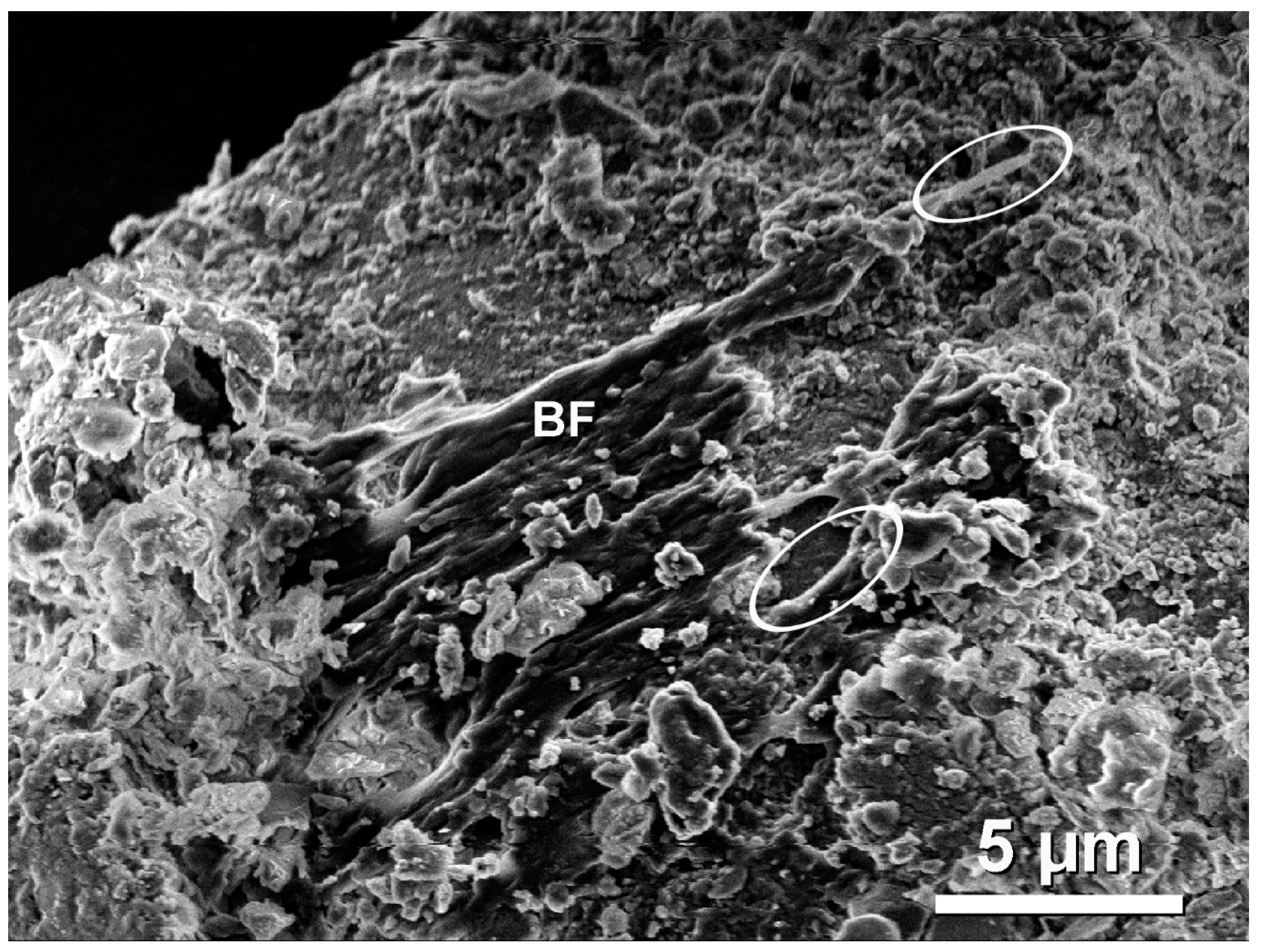 Applsci 14 01862 g008 Applsci 14 01862 g008
