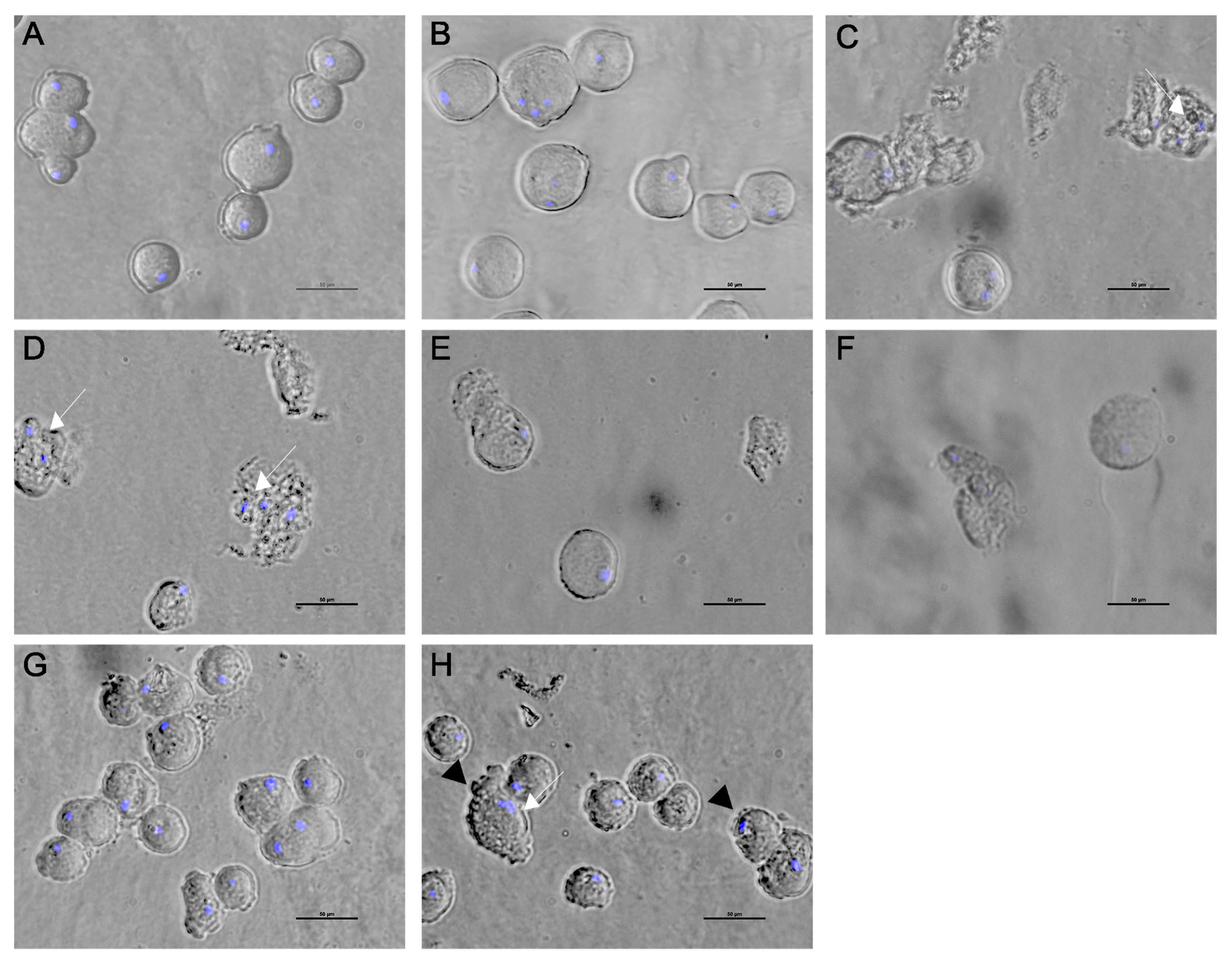 Applsci 14 01905 g005