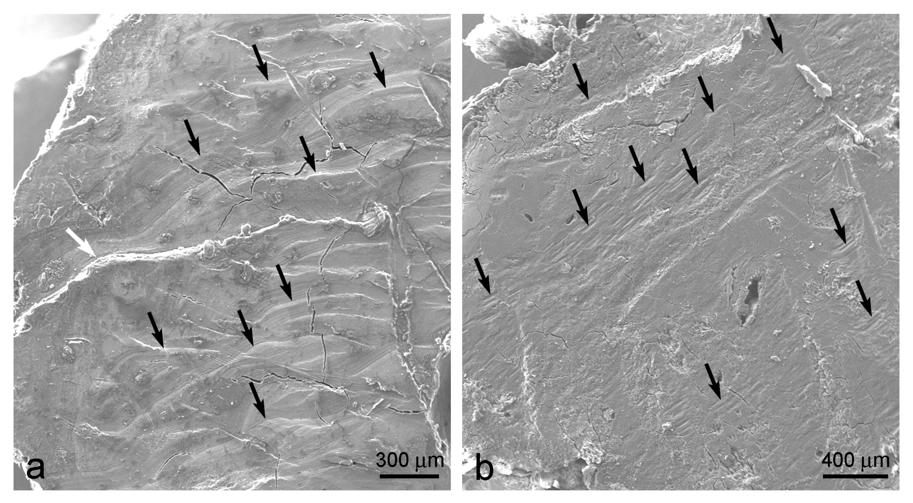 Applsci 14 02203 g006