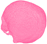 Applsci 14 02681 i013