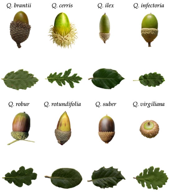 Applsci 14 02799 g004