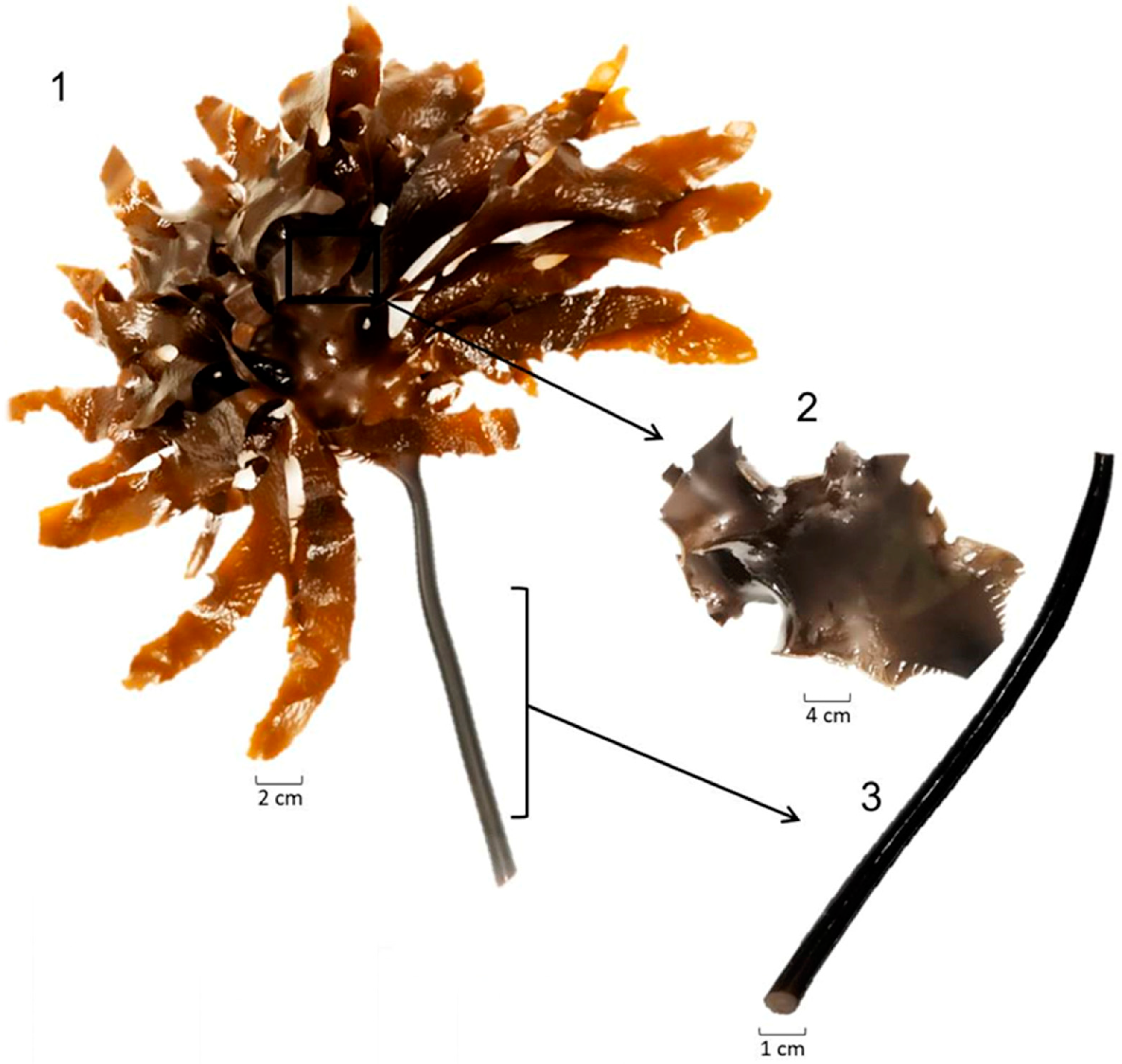 Applsci 14 03480 g001