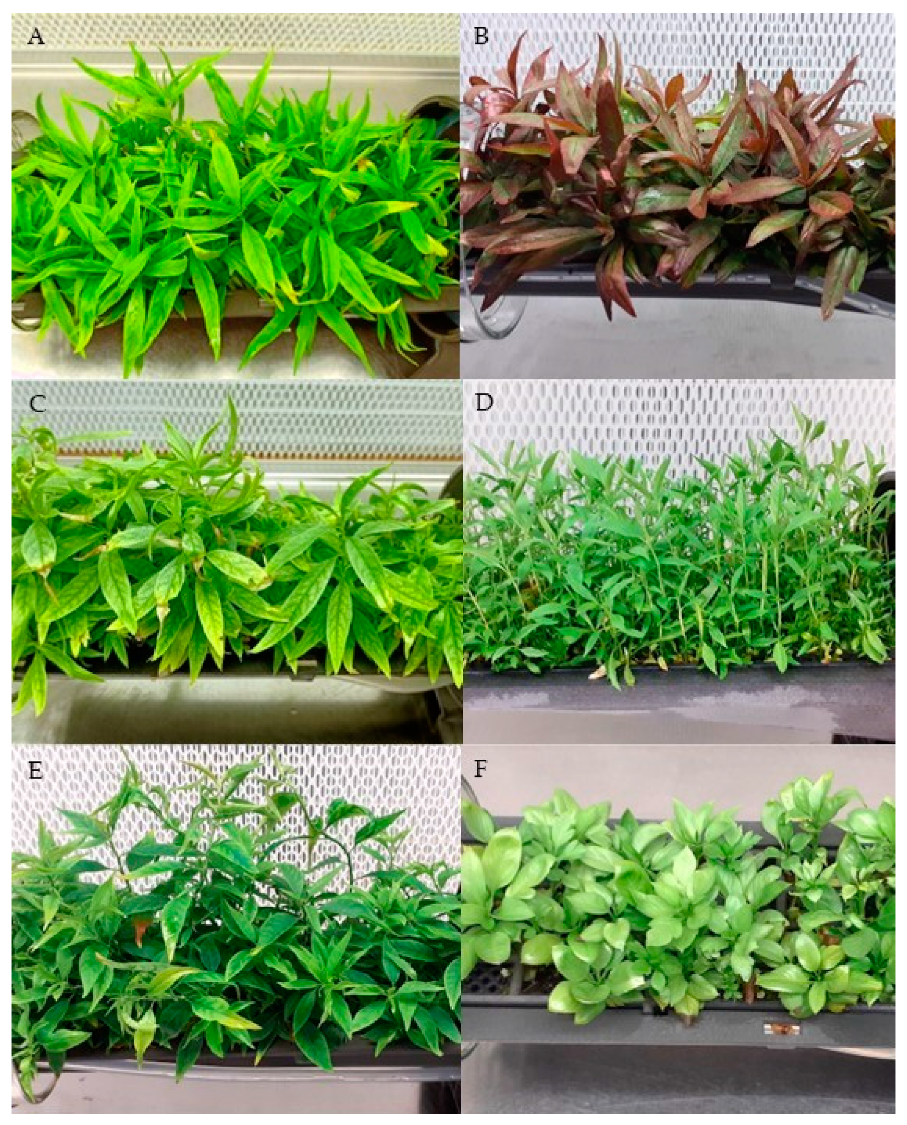 Applsci 14 04051 g006