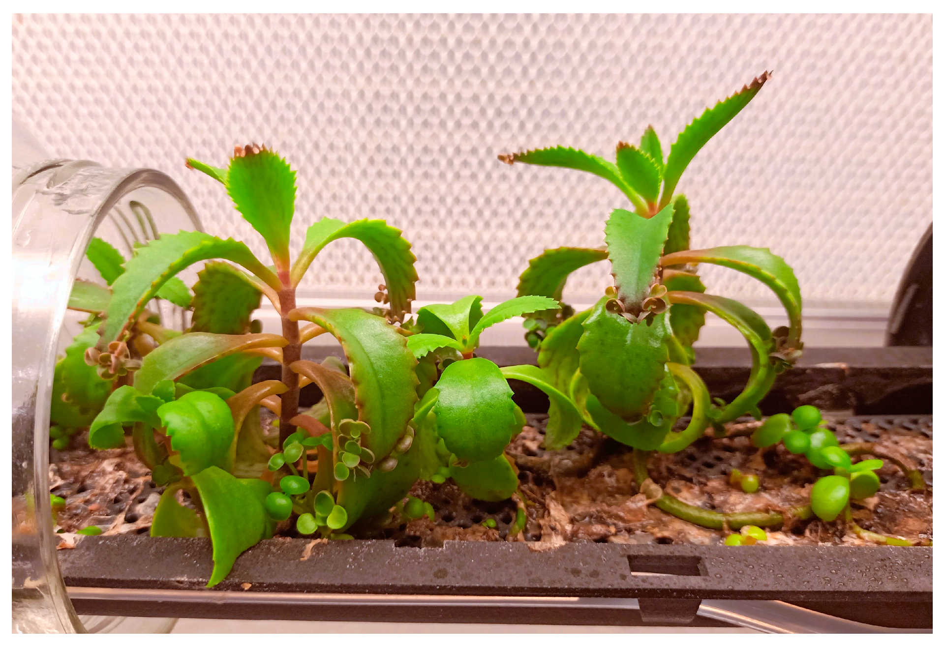 Applsci 14 04051 g009