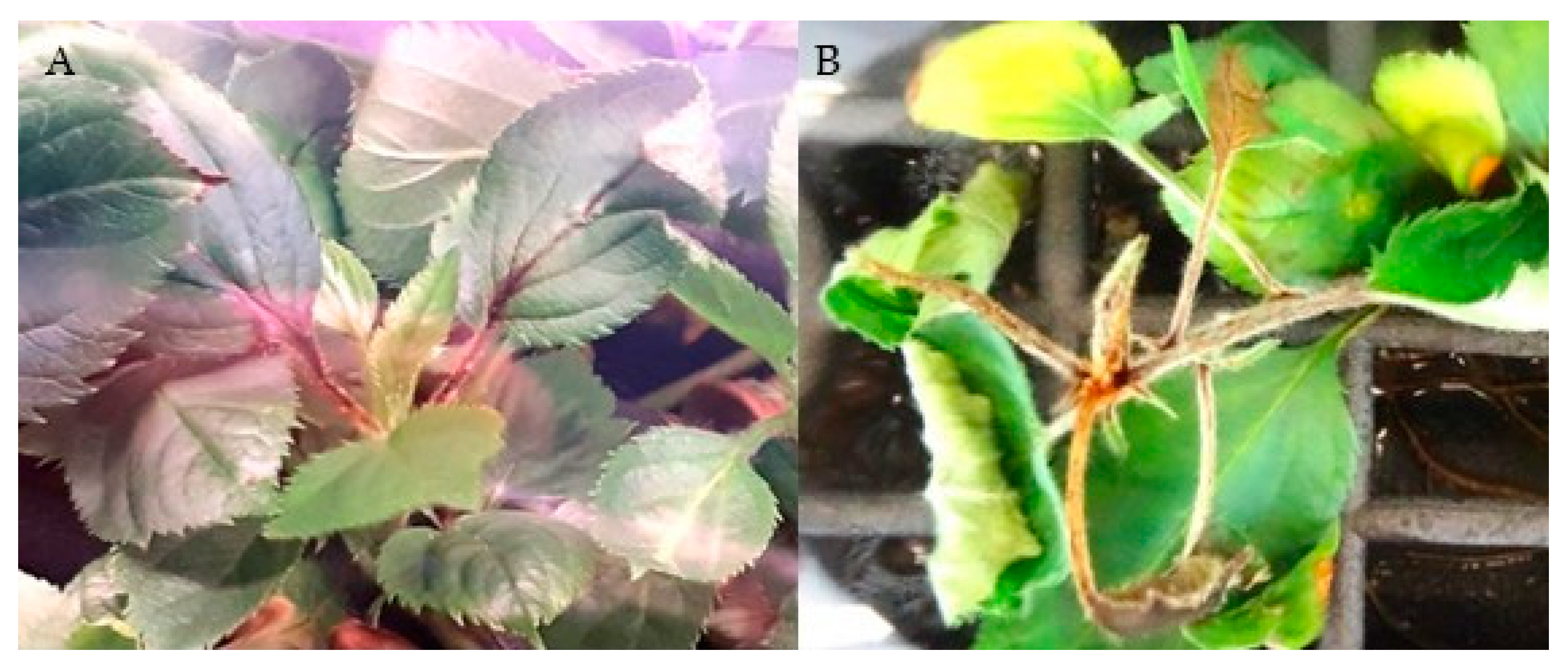 Applsci 14 04051 g011