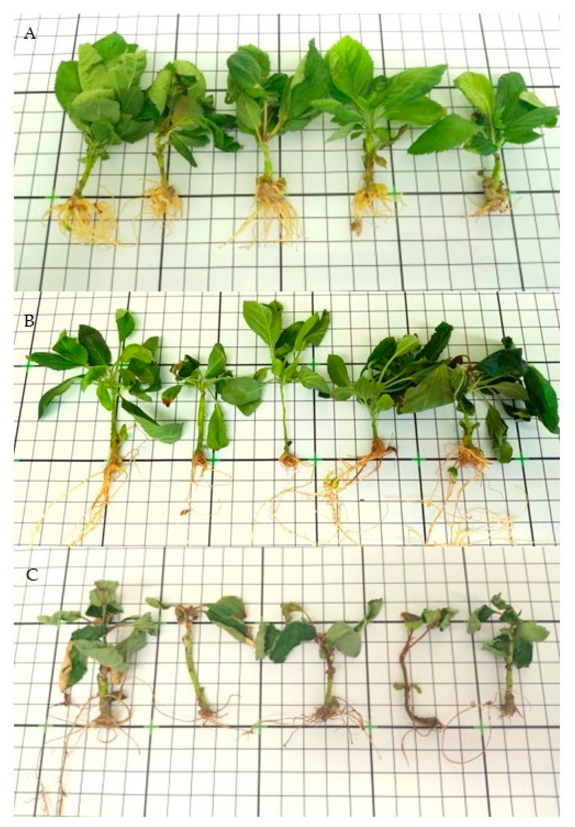 Applsci 14 04051 g012