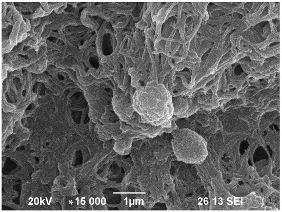 Applsci 14 04684 g004