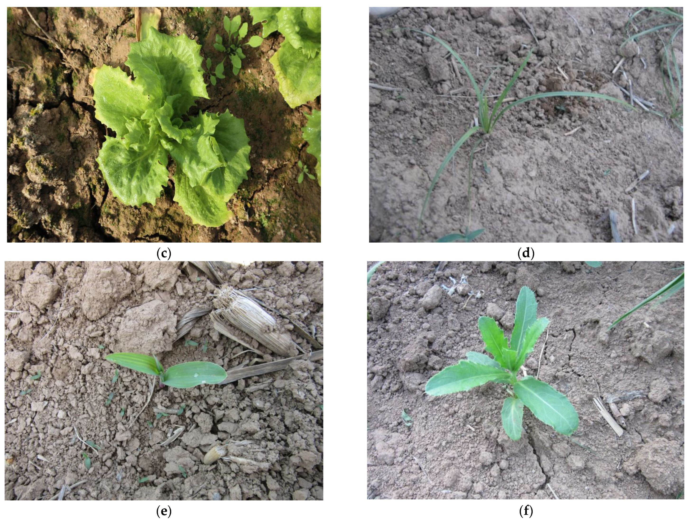 Applsci 14 04839 g001b