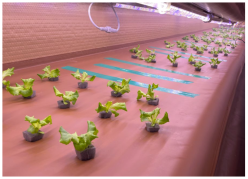 Applsci 14 04931 i004