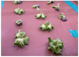 Applsci 14 04931 i005