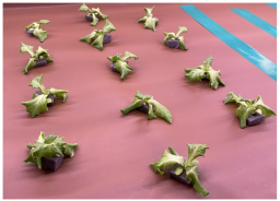 Applsci 14 04931 i006