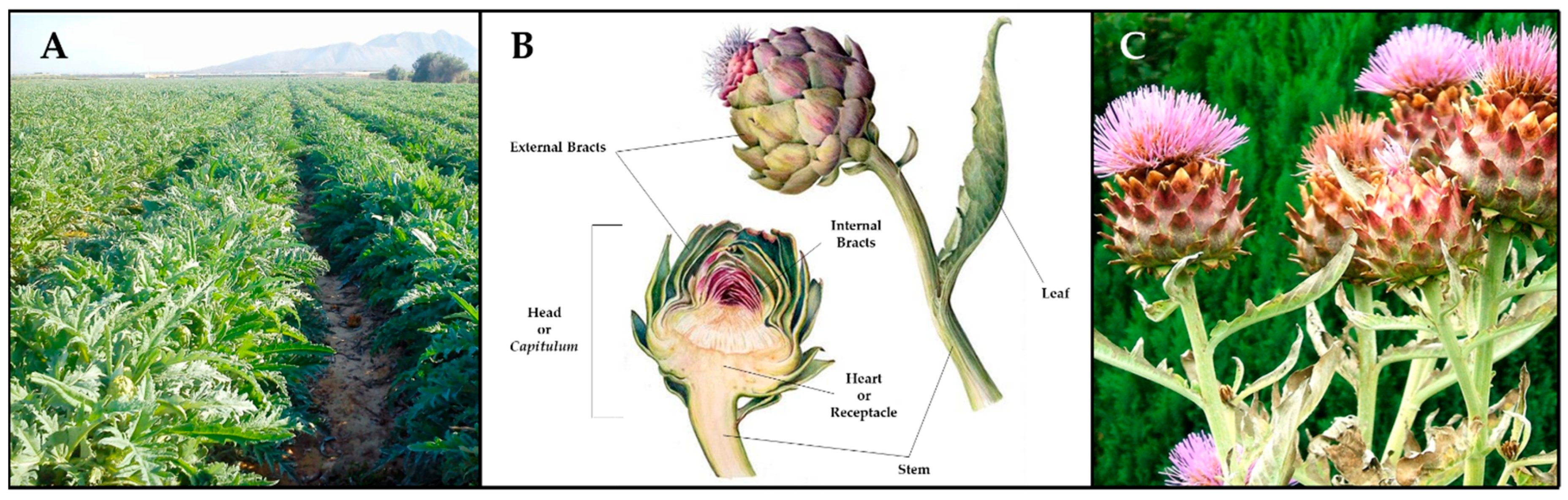 Applsci 14 04940 g001