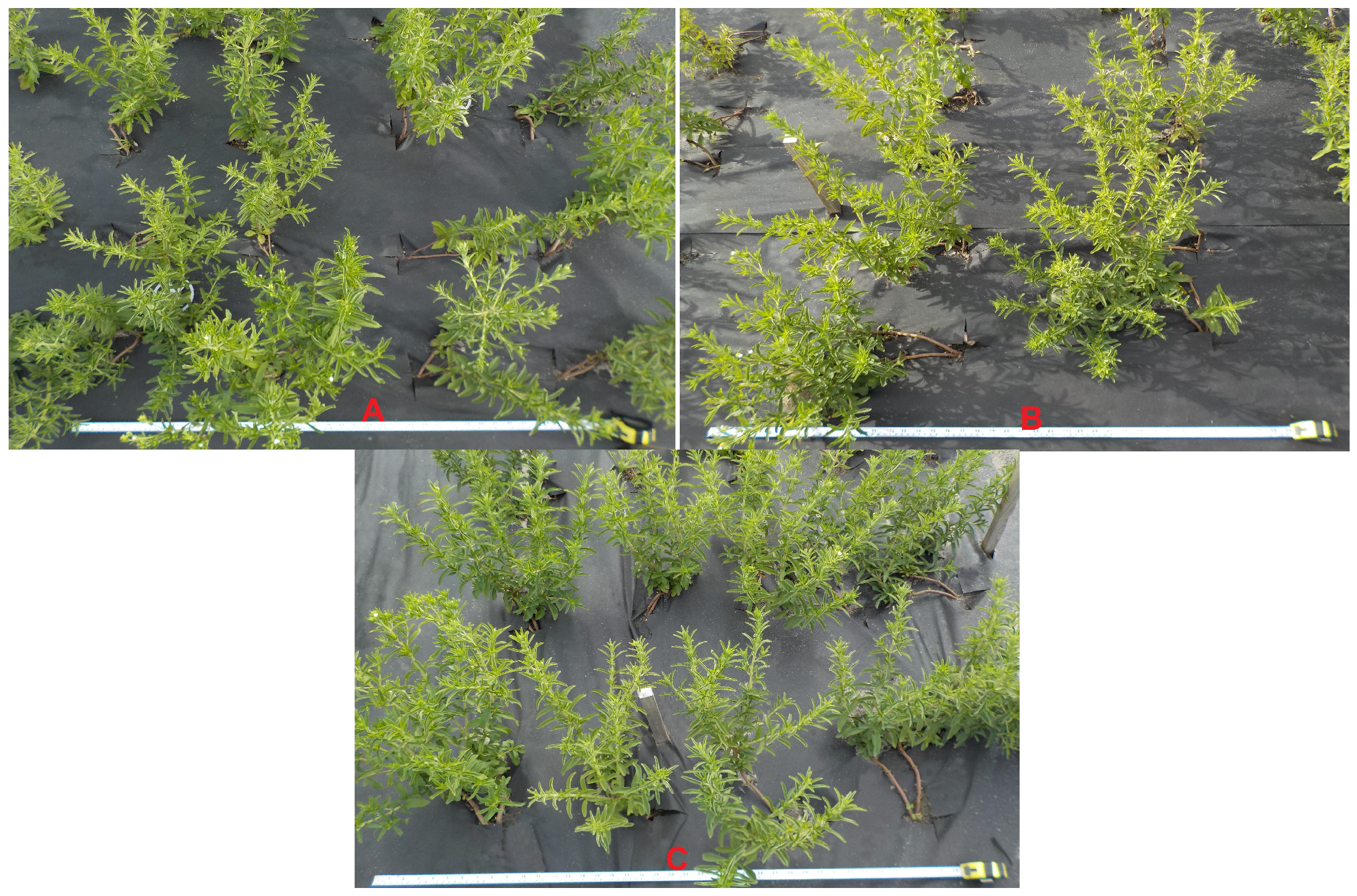 Applsci 14 05153 g001