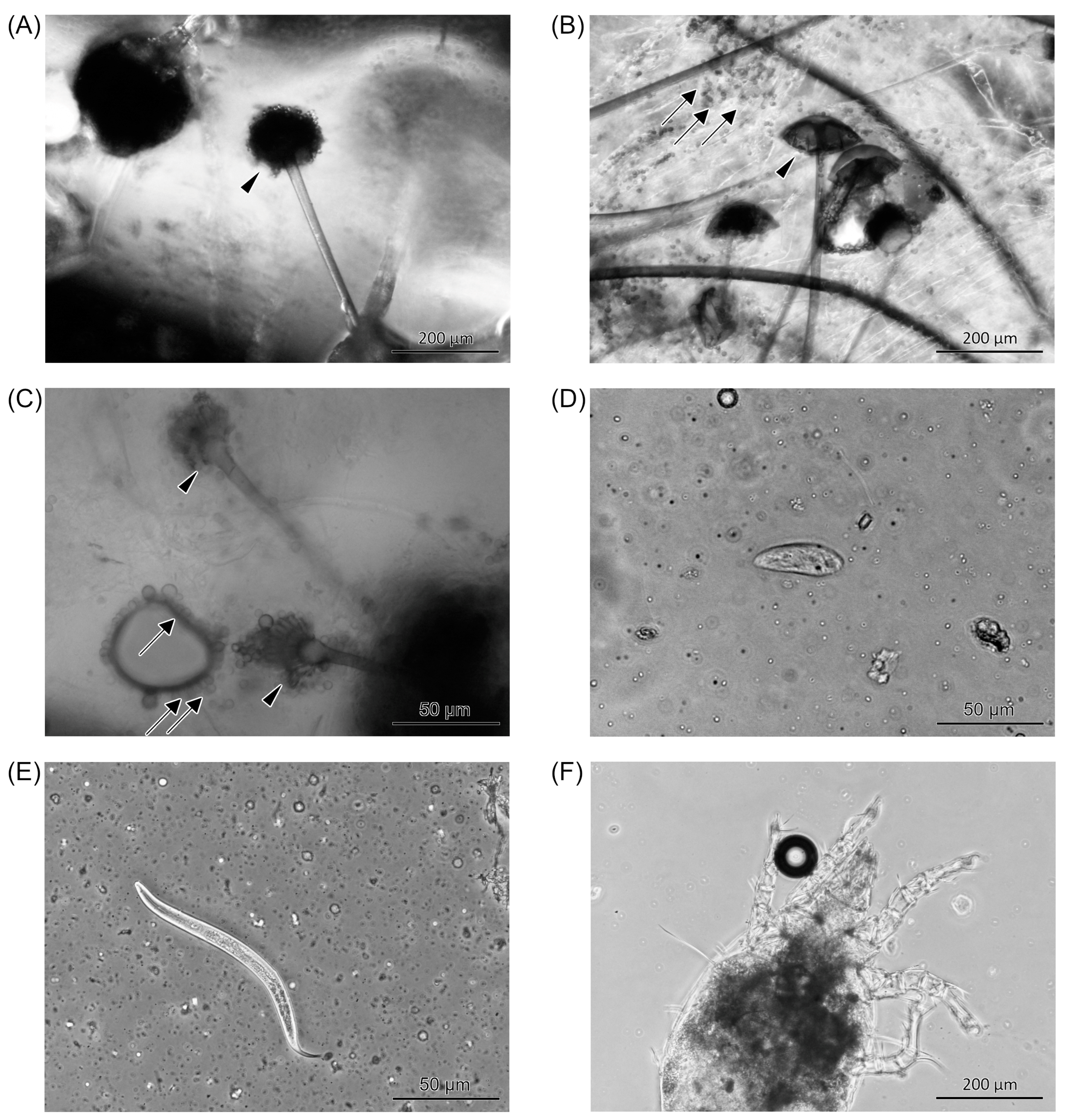 Applsci 14 05288 g005