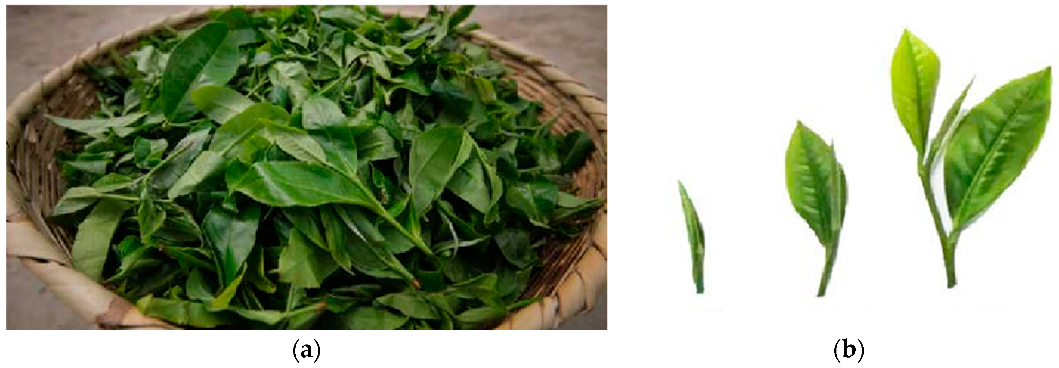 Applsci 14 05748 g001