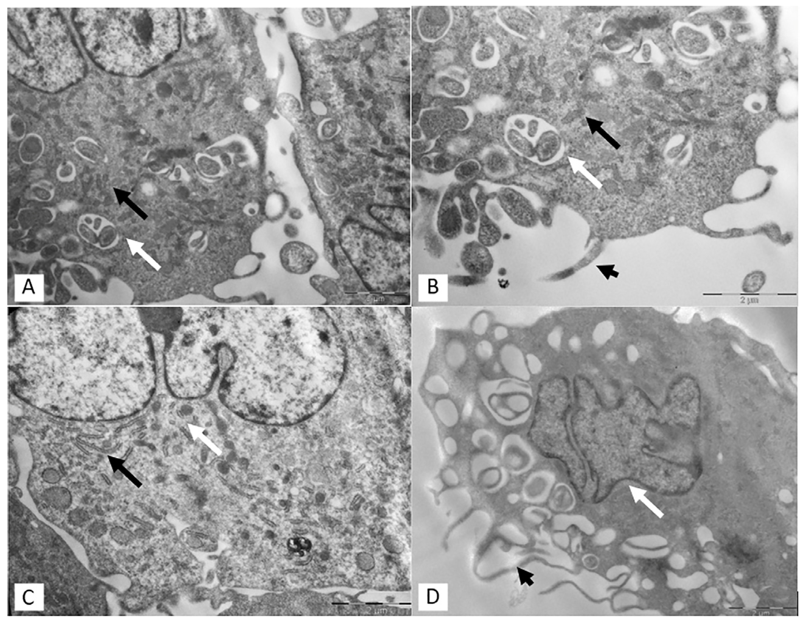 Applsci 14 05821 g004