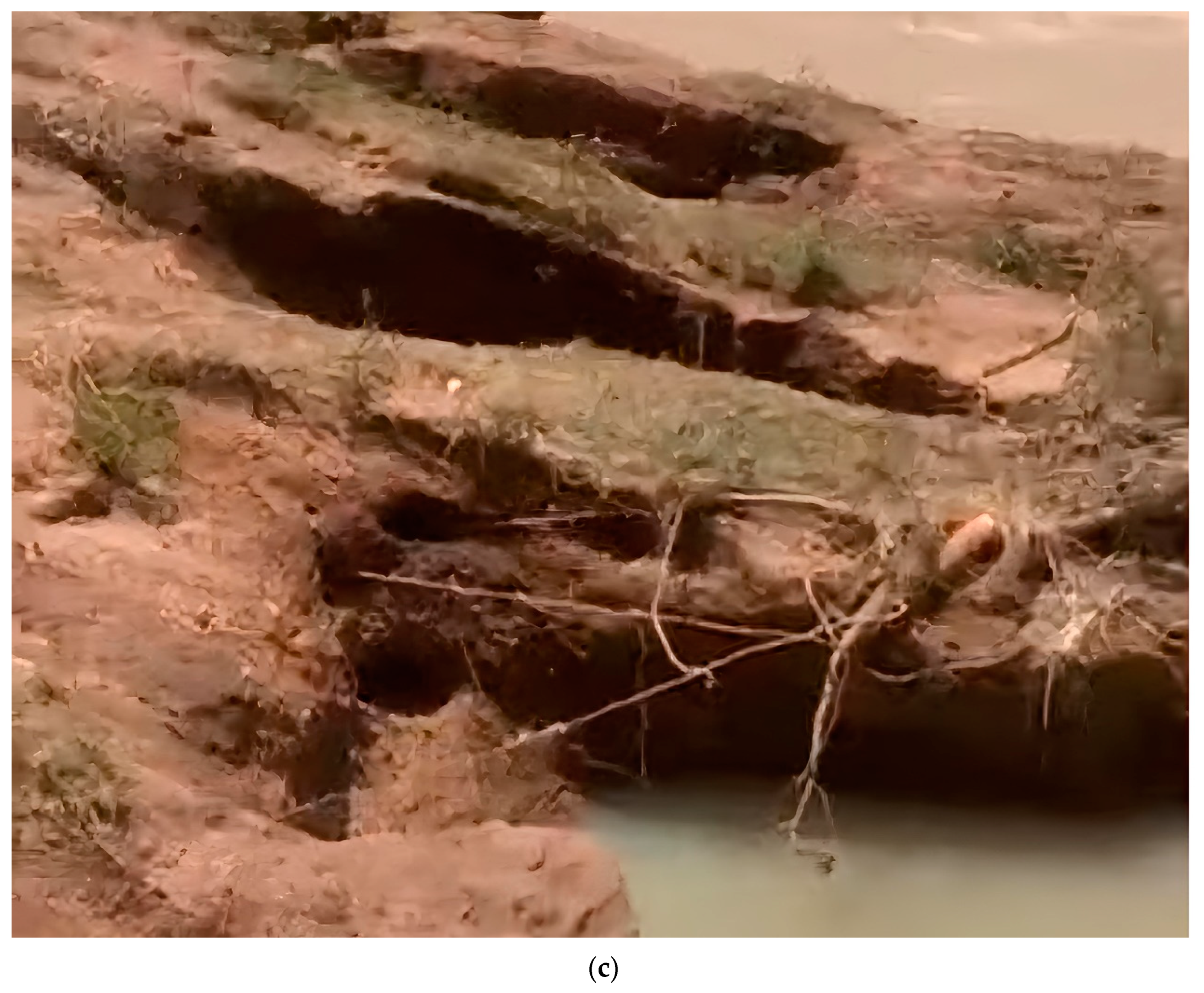 Applsci 14 06422 g003b