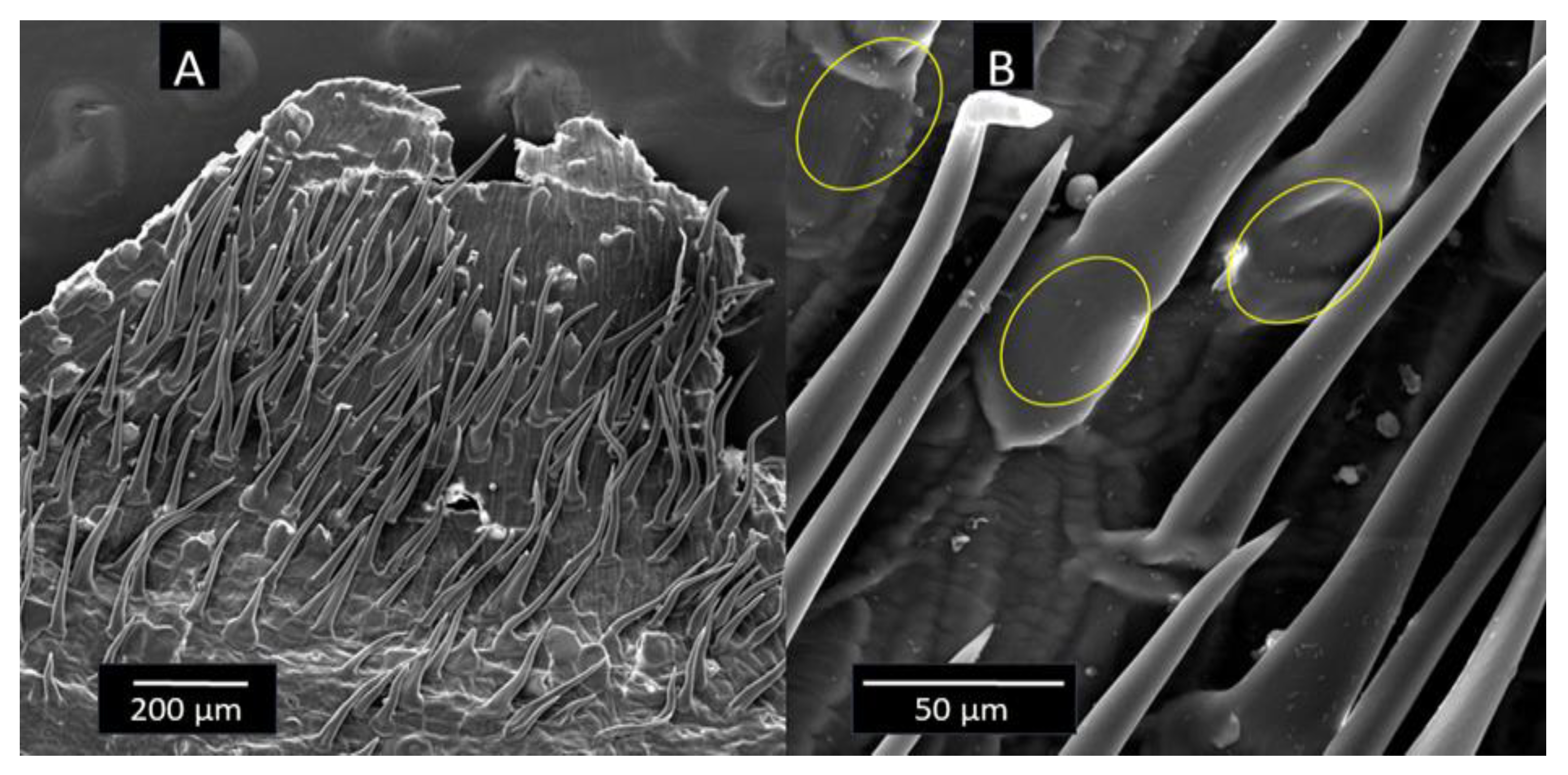 Applsci 14 06883 g004 Applsci 14 06883 g004
