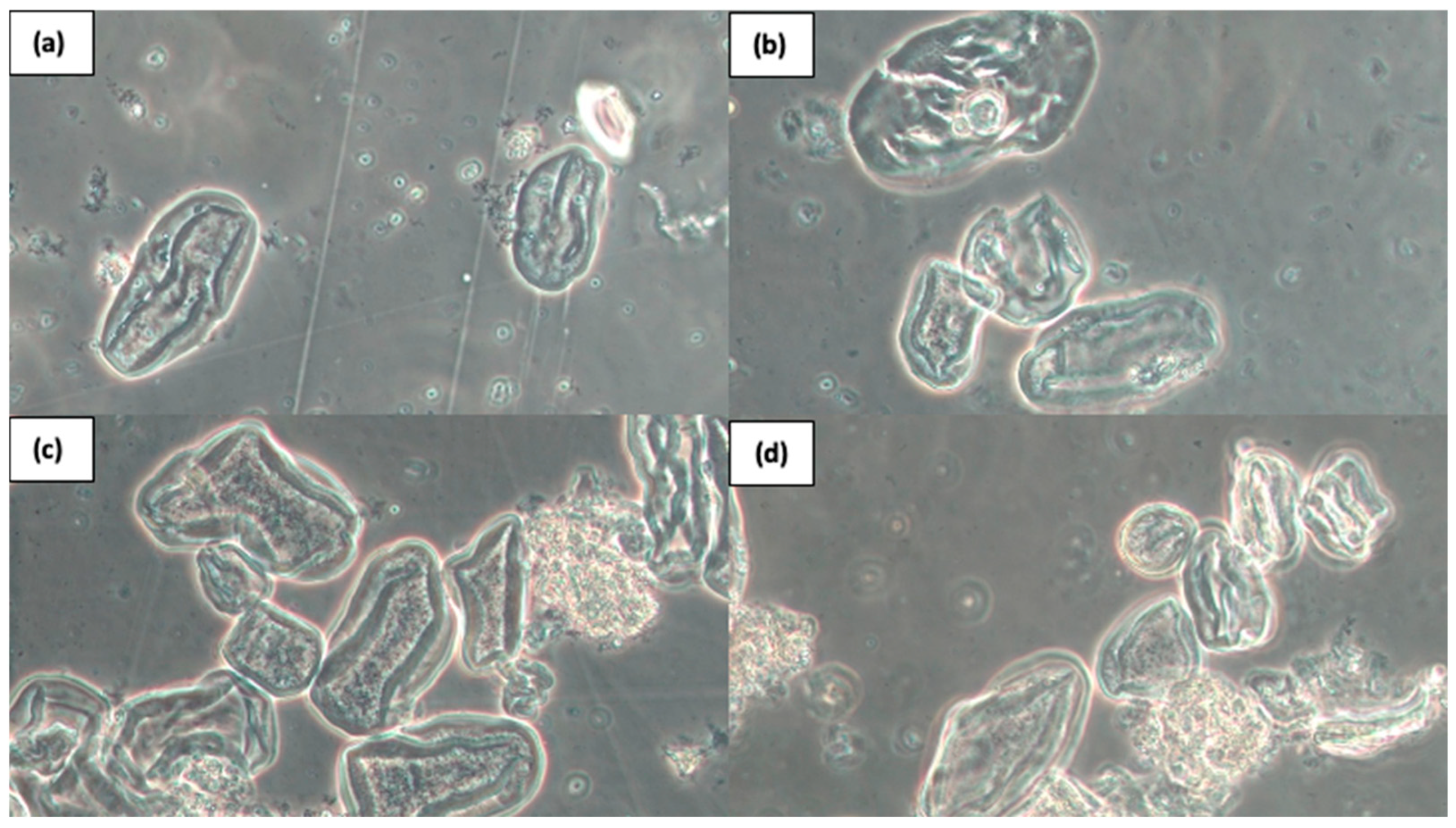 Applsci 14 07049 g006