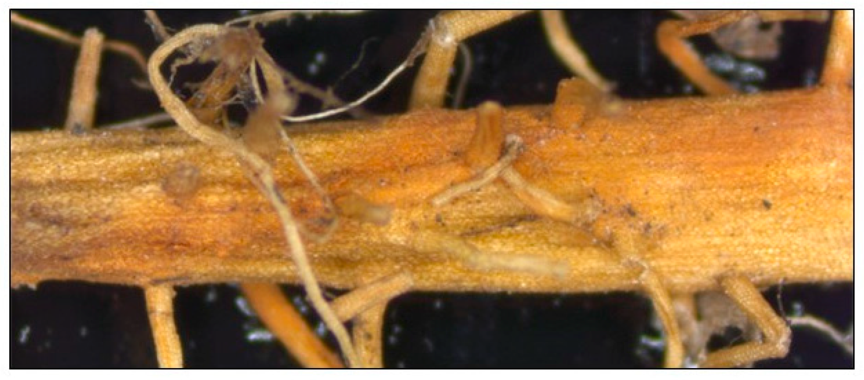 Applsci 14 07441 g006