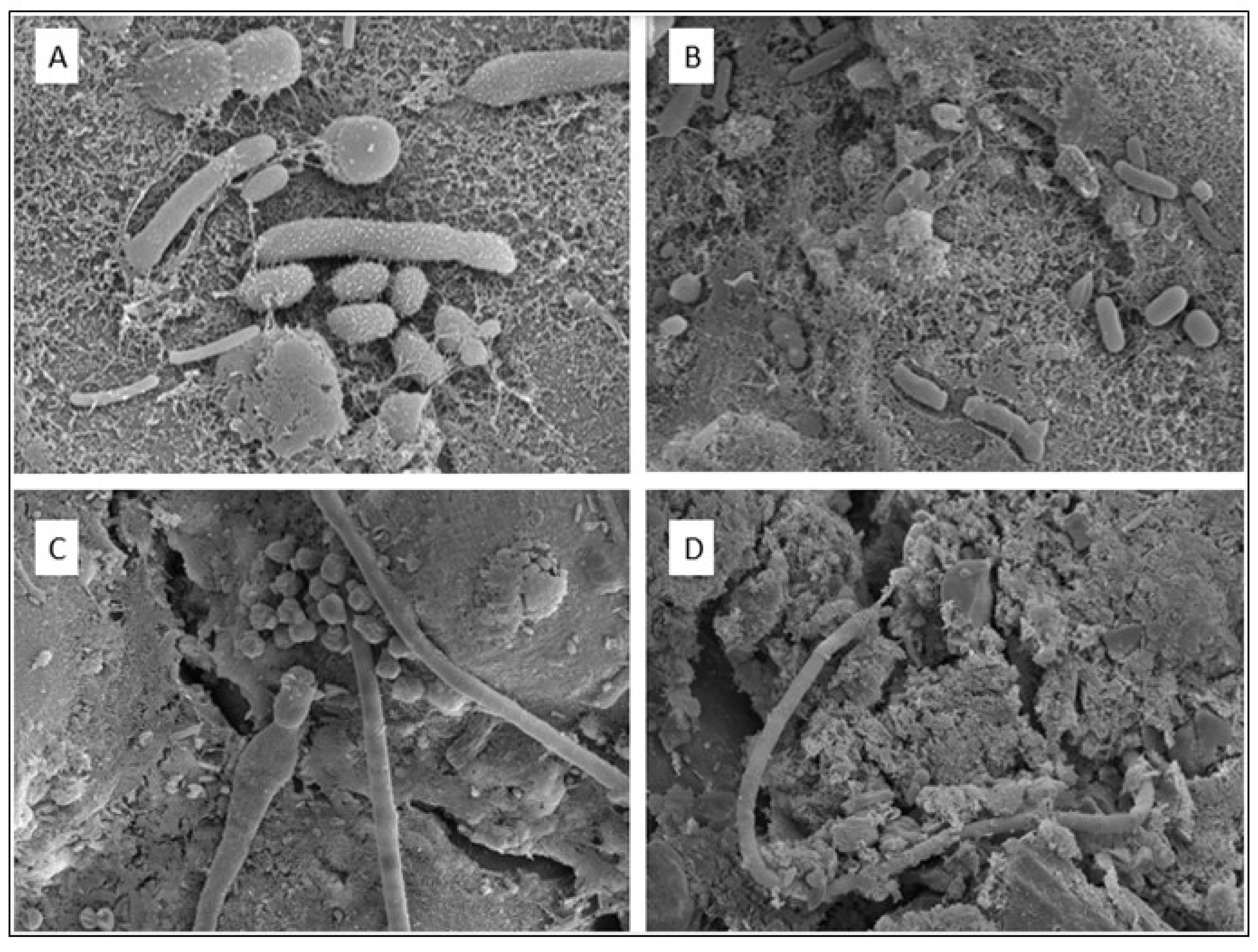 Applsci 14 07441 g008