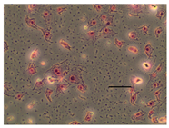 Applsci 14 07845 i003