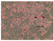 Applsci 14 07845 i004