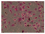 Applsci 14 07845 i005