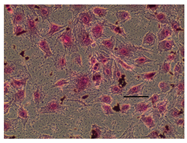 Applsci 14 07845 i006