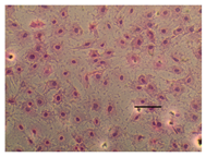 Applsci 14 07845 i007