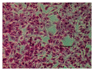 Applsci 14 07845 i013