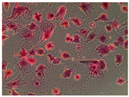 Applsci 14 07845 i015