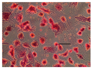 Applsci 14 07845 i016