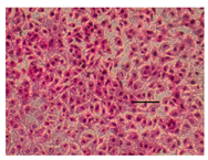 Applsci 14 07845 i017