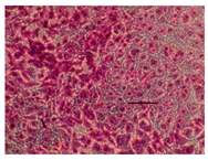 Applsci 14 07845 i019