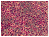 Applsci 14 07845 i021